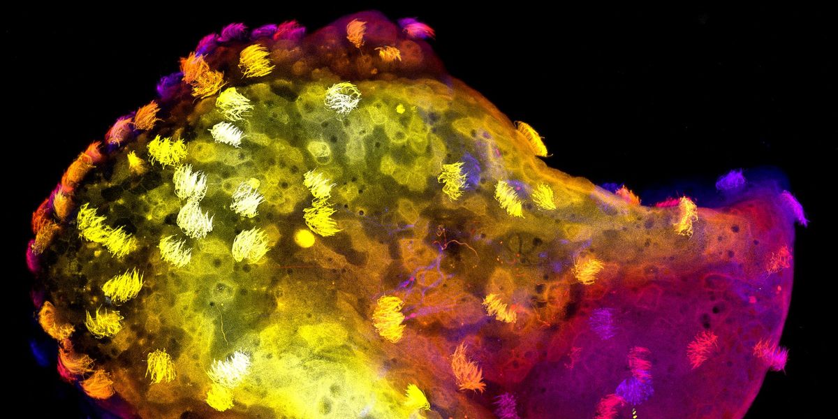 Scientists Create Living Robots With Functional Nervous Systems