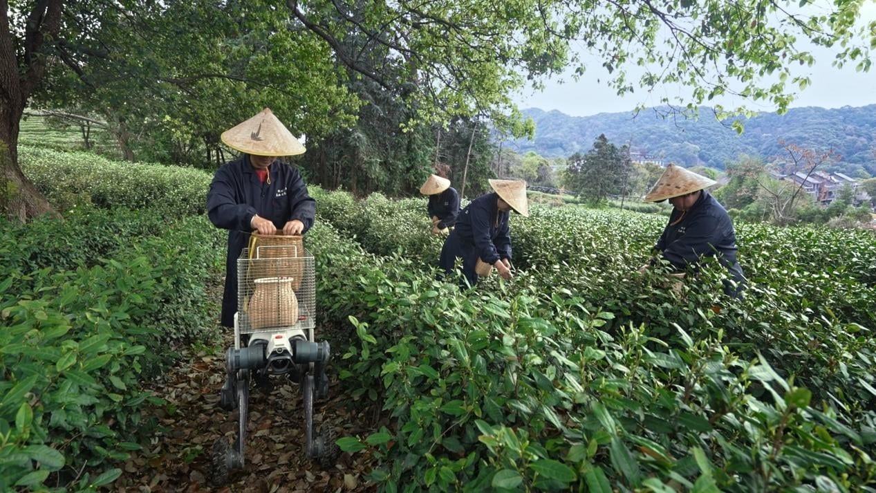 DEEP Robotics Robot Dogs Transport Tea Leaves in Zhejiang Province