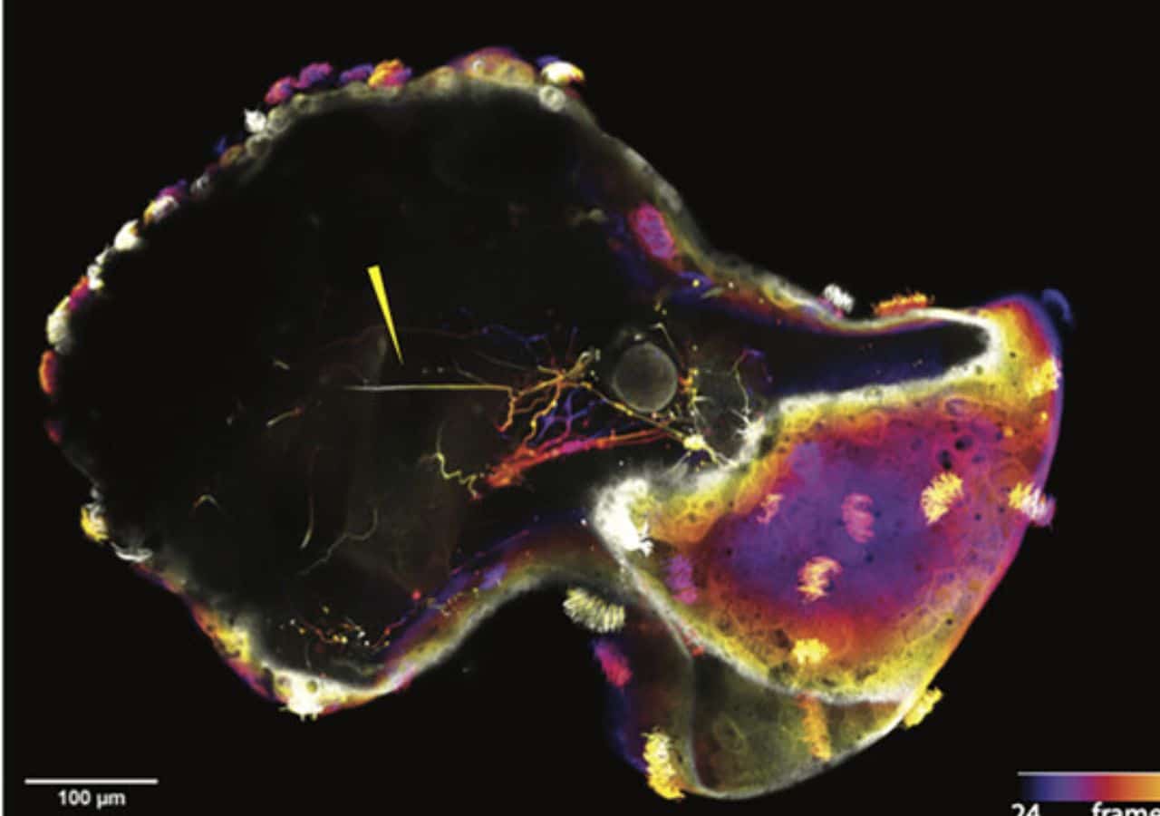 Harvard Scientists Create Living Robots With Frog Cell Nervous Systems